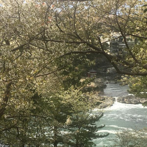 『五浦岬公園の桜』の画像
