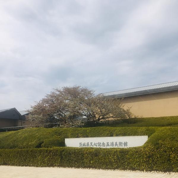 『天心記念五浦美術館　桜』の画像