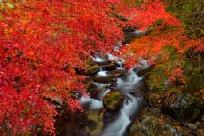 花園渓谷（紅葉・新緑）