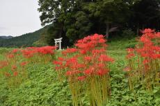 大塚神社周辺 彼岸花