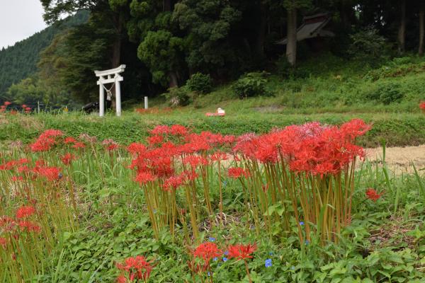 『彼岸花2』の画像