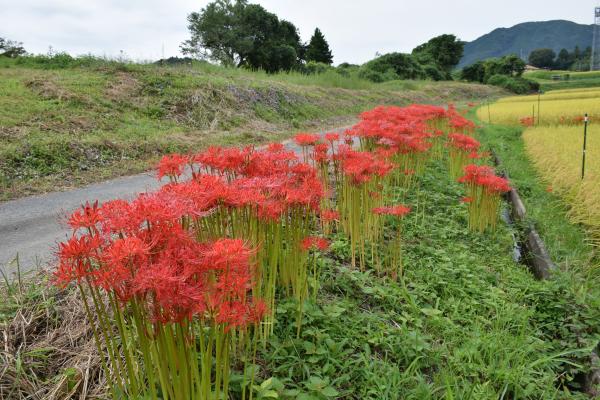 『彼岸花1』の画像