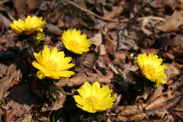 『福寿草』の画像