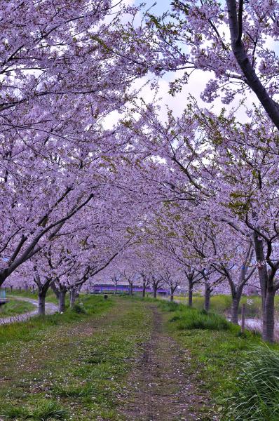 『大北川沿いの桜』の画像