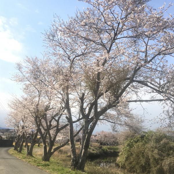 『里根川沿いの桜』の画像