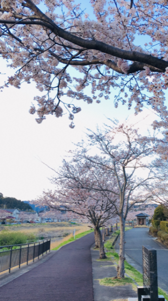 『花園川沿いの桜』の画像