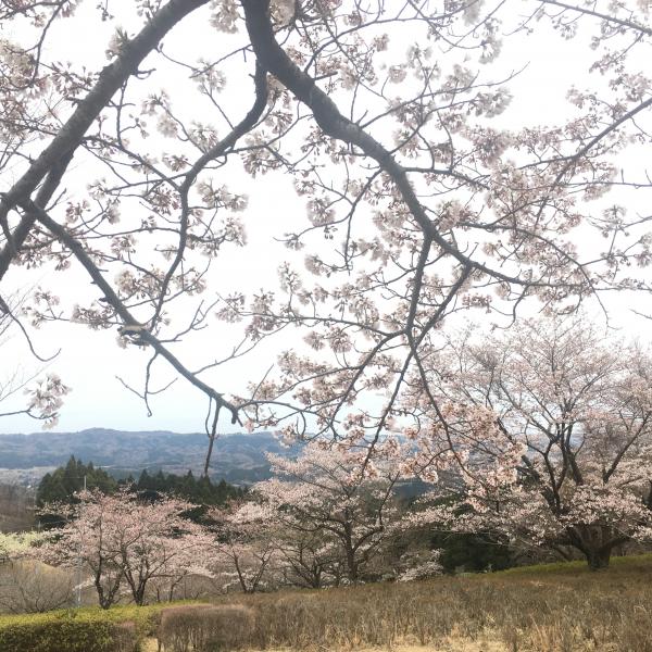 『あかね平の桜』の画像