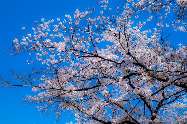 『桜』の画像