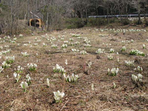 『ミズバショウ』の画像