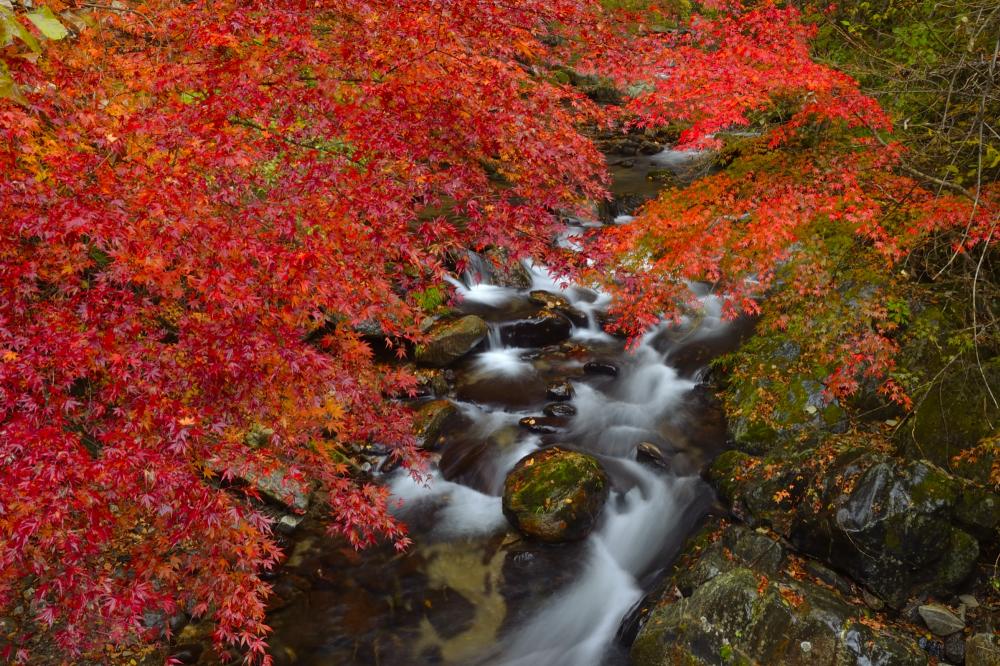 『6花園渓谷（紅葉）』の画像