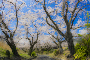 『1桜』の画像