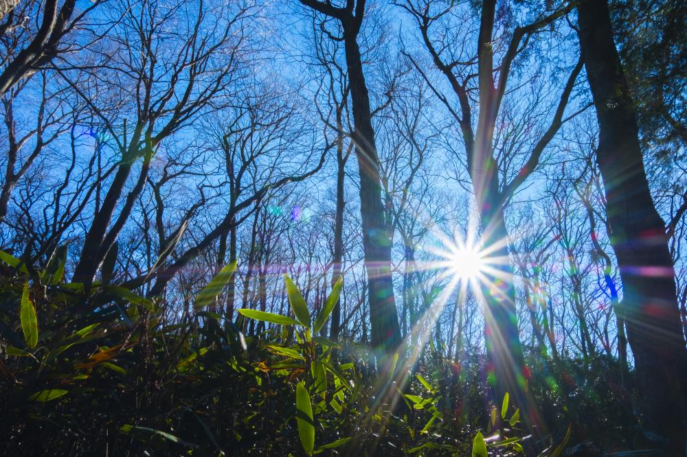 『Mt. Hanazono』の画像